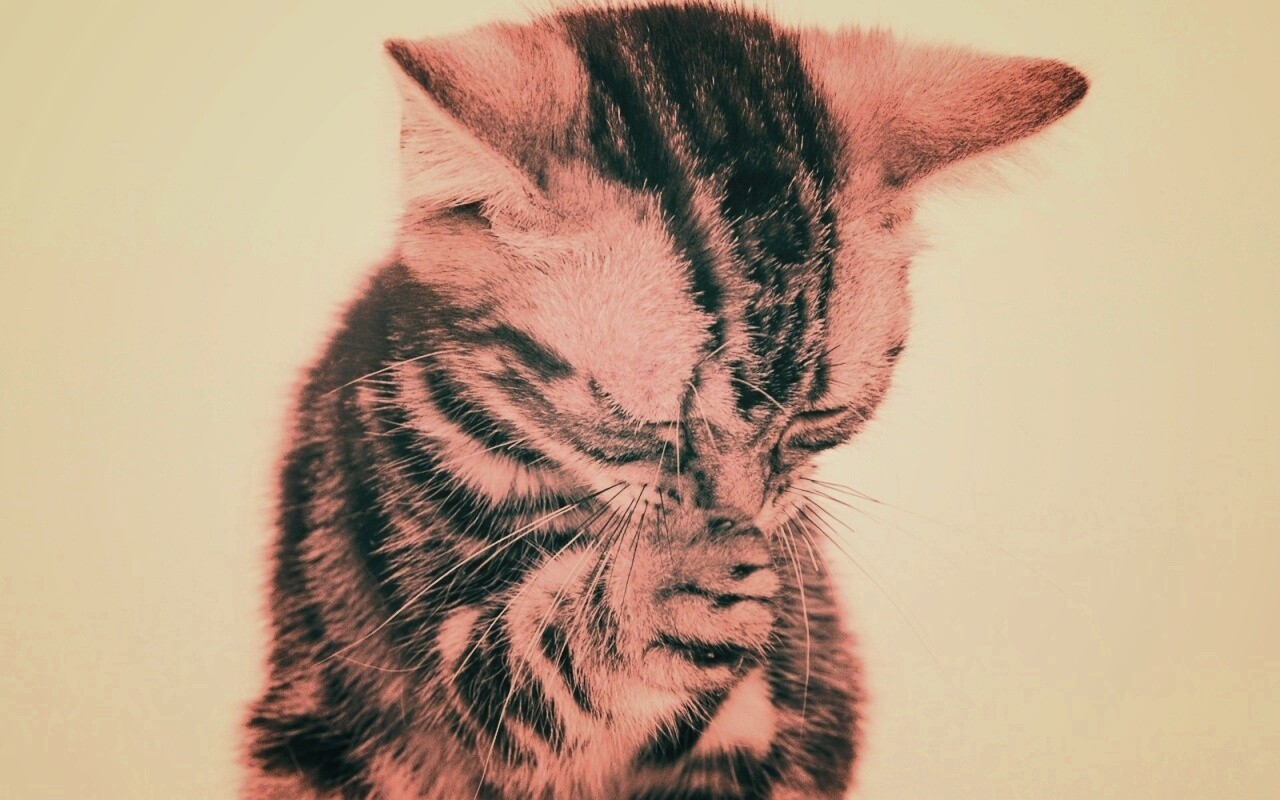 Котенок обои