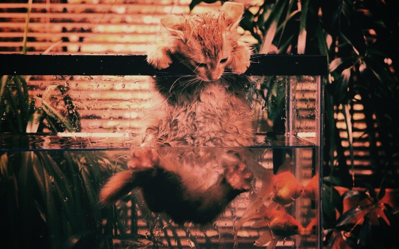 Мокрая киска обои