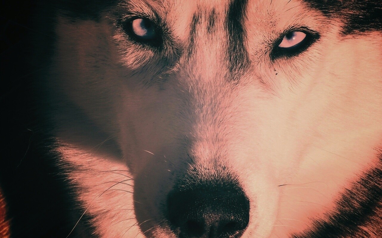 Собака с голубыми глазами обои