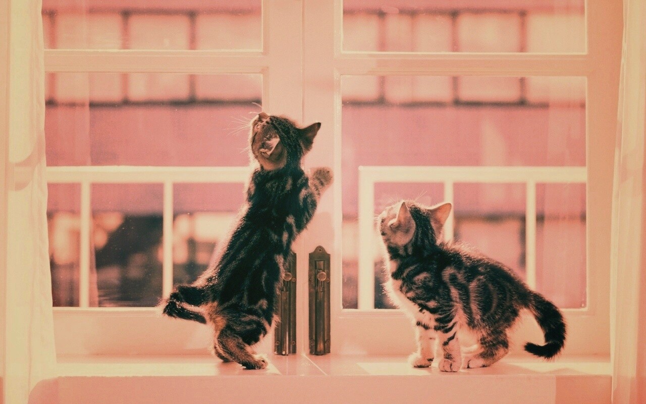 Котята у окна обои