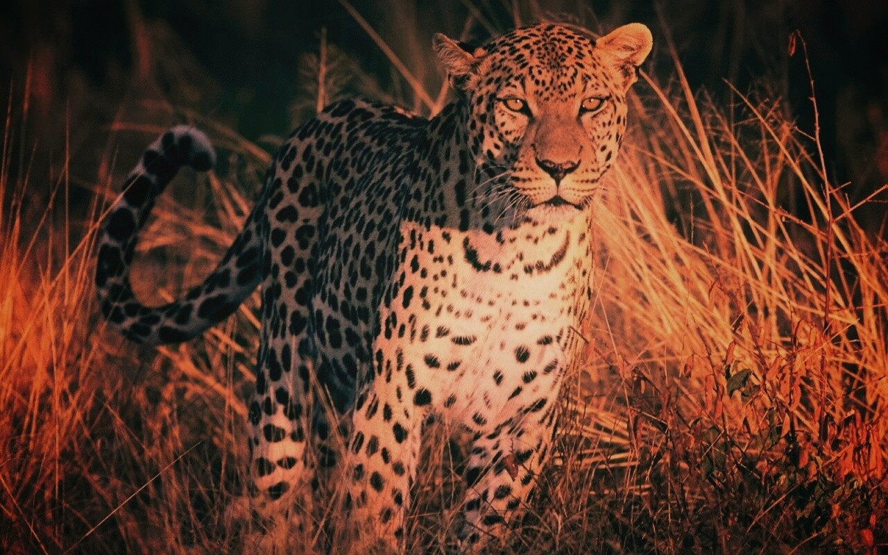 Леопард на охоте обои