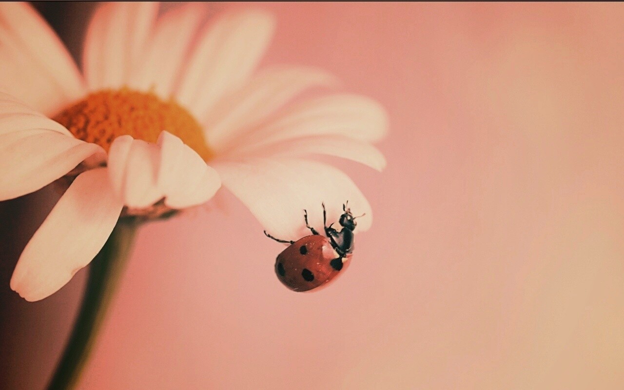 В гости к ромашке обои