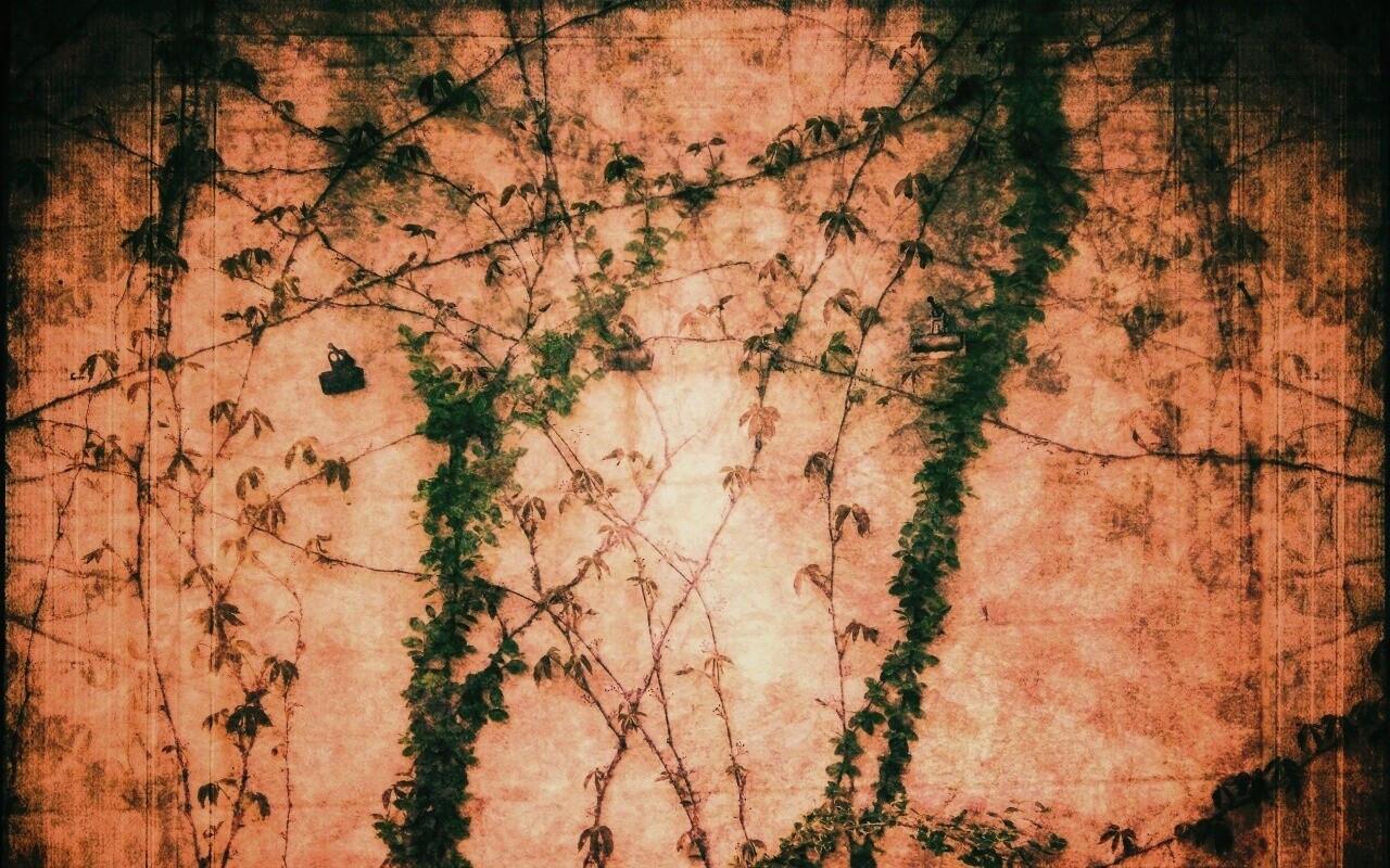 Растение на стене обои