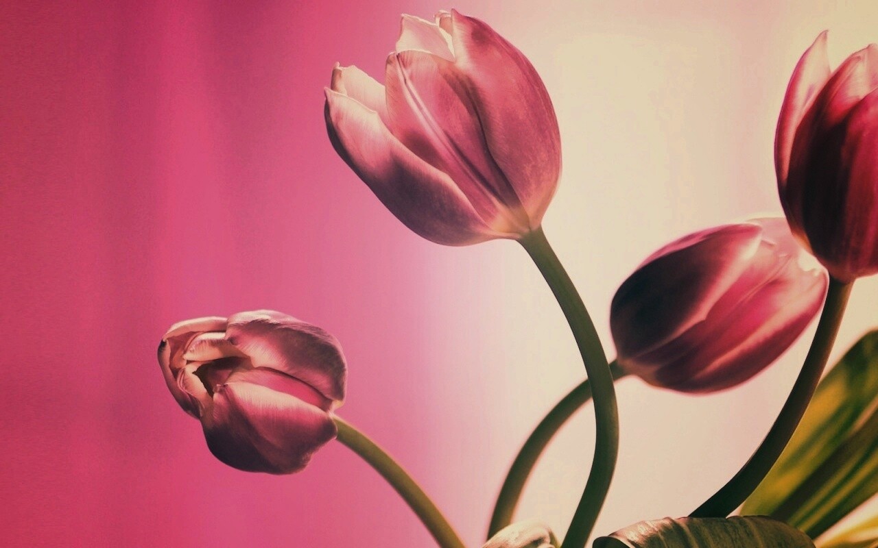 Сиреневые цветы обои