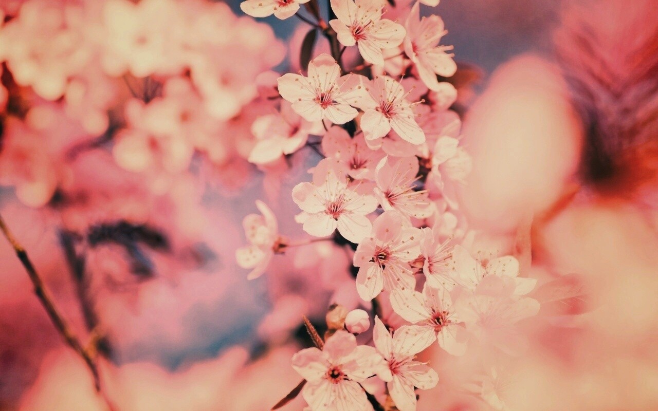 Цветение вишни обои