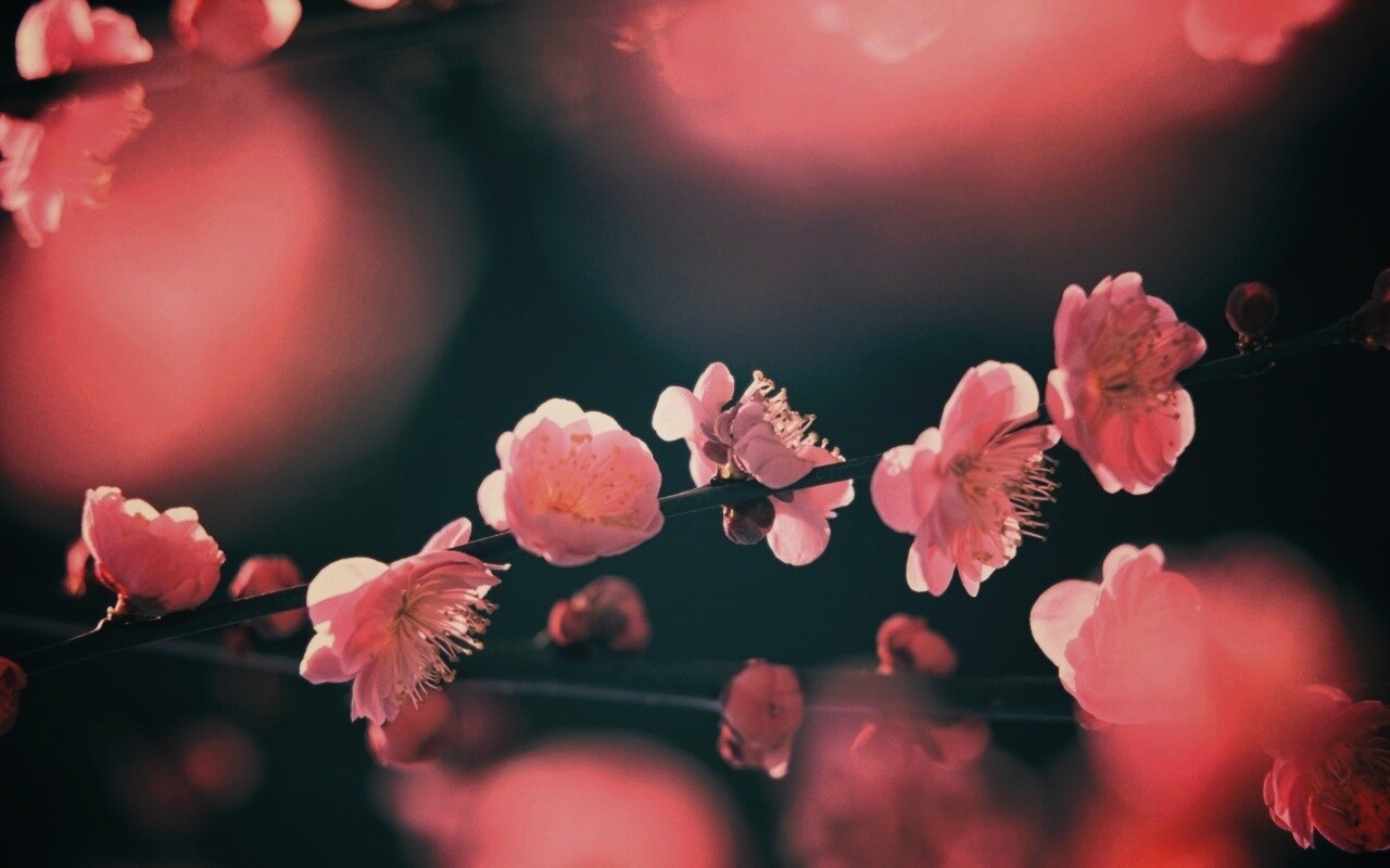 Цветущая вишня обои