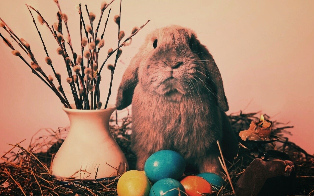 Пасхальный кролик обои