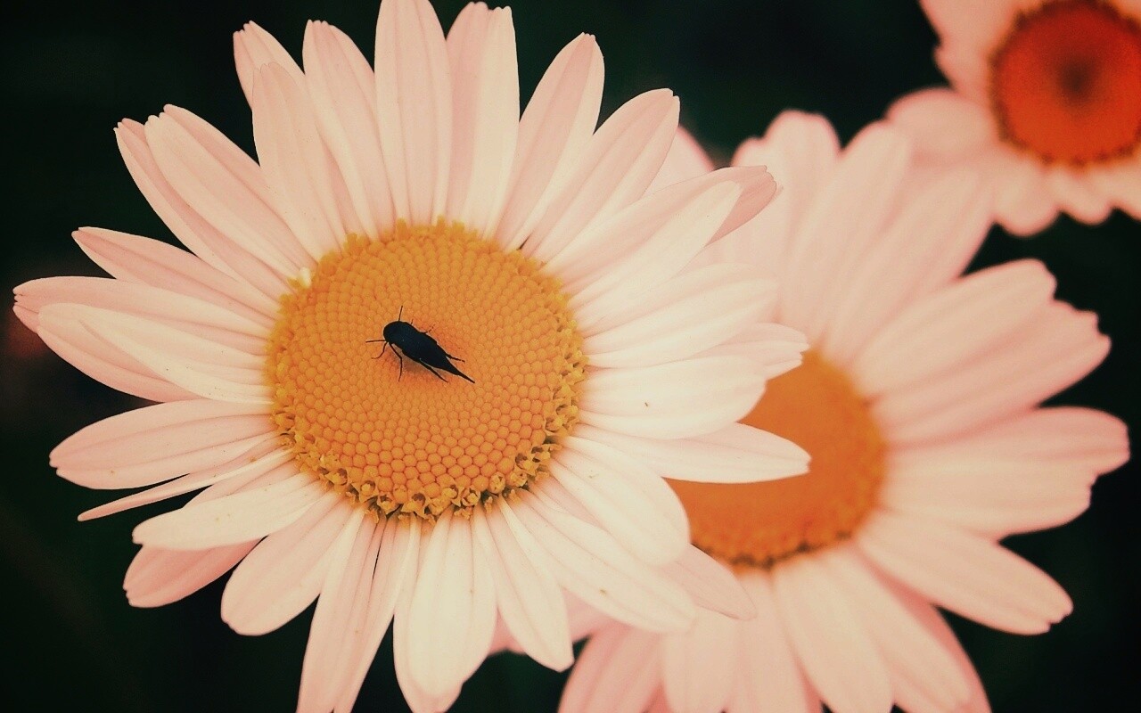 Ромашки обои