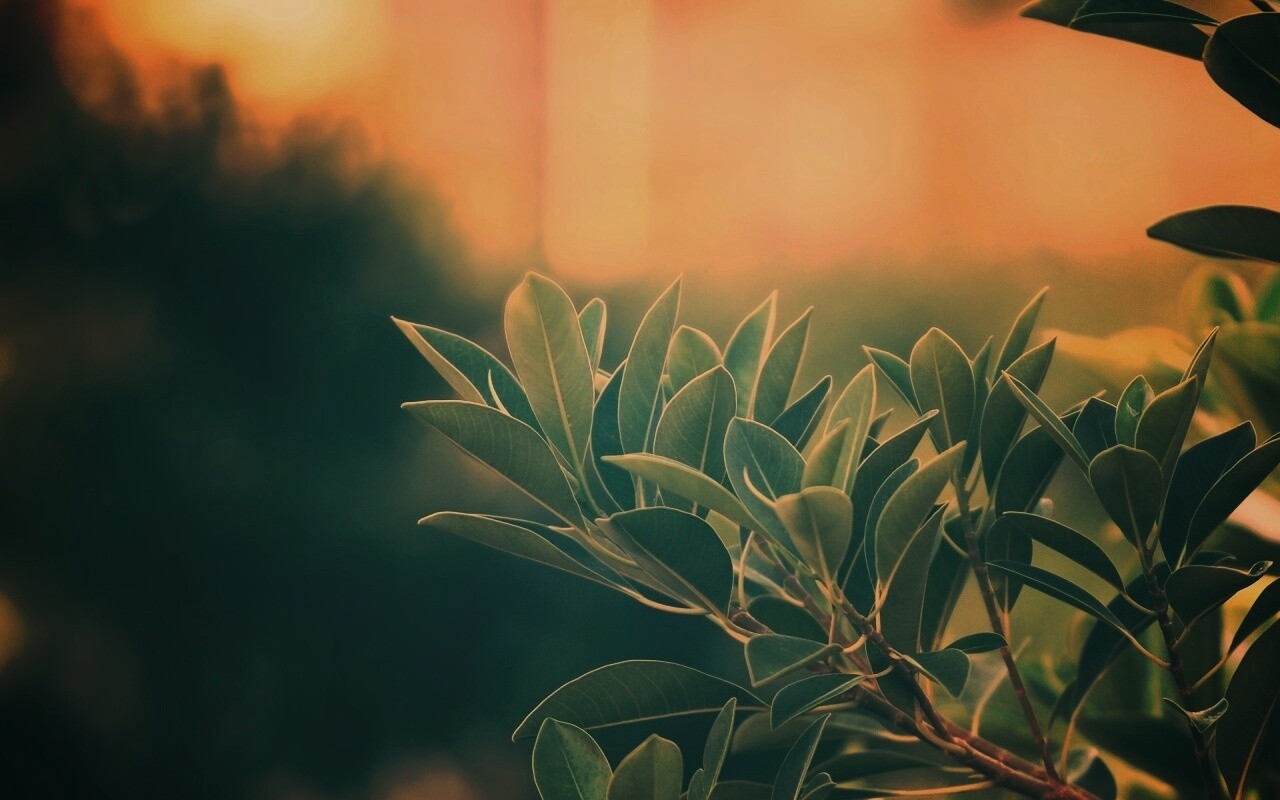 Листья обои