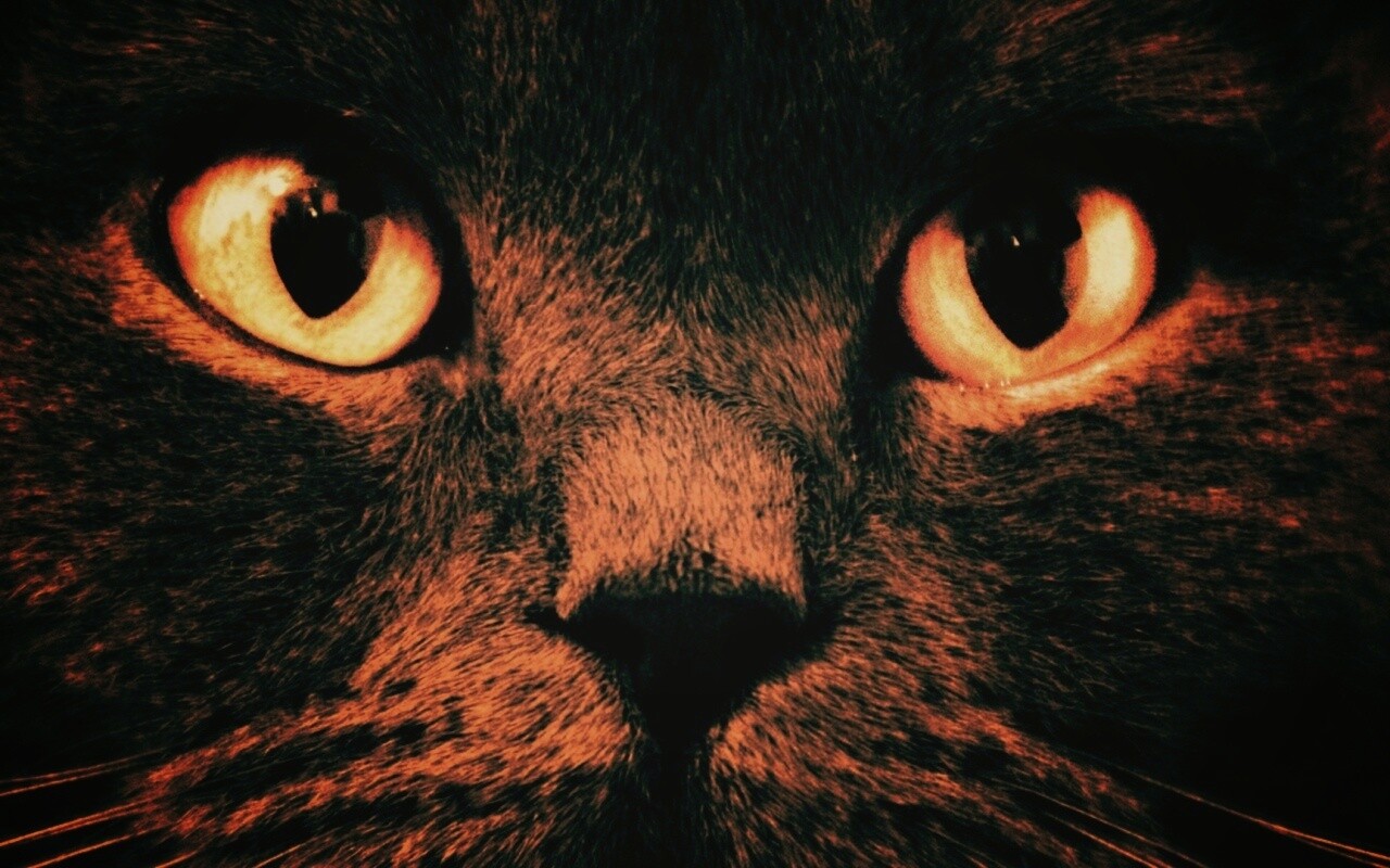 Черный кот с оранжевыми глазами обои