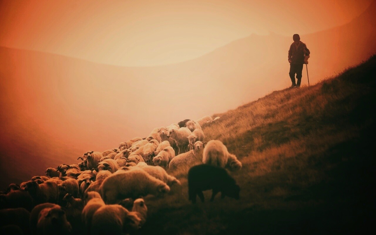 Пастух и стадо обои