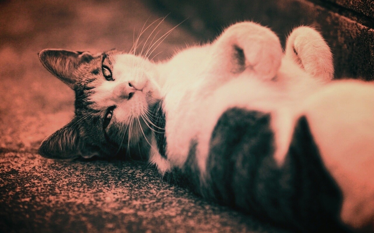 Кот лежит на спине обои