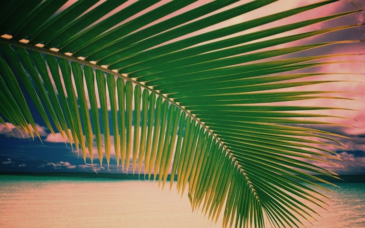 Пальмовый лист обои