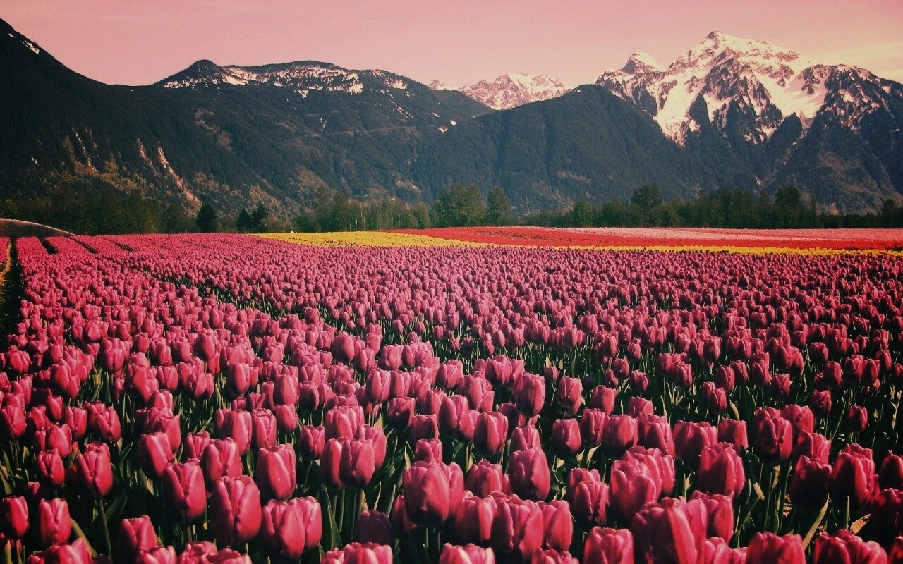 Поле тюльпанов обои