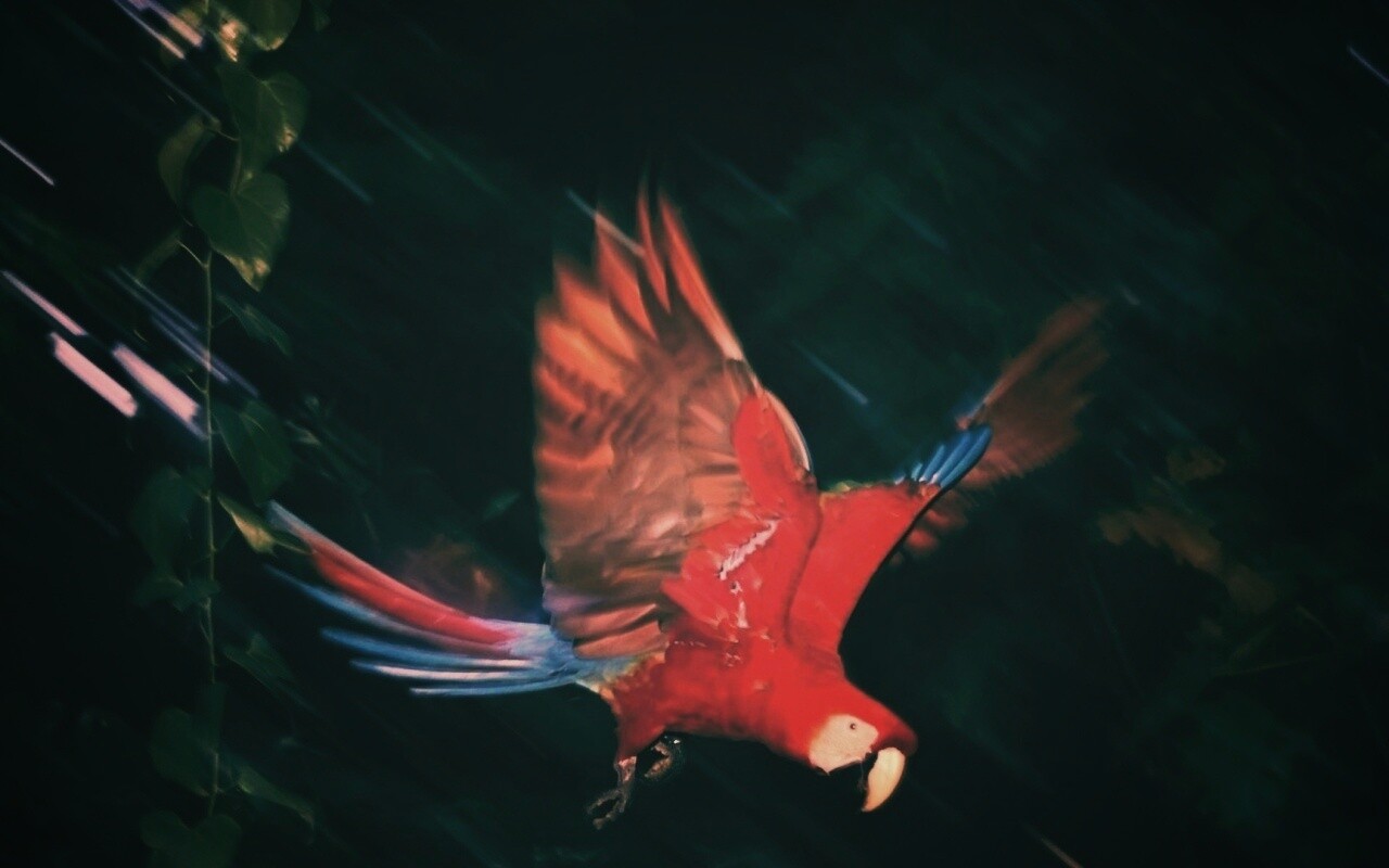 Рисованный ара обои