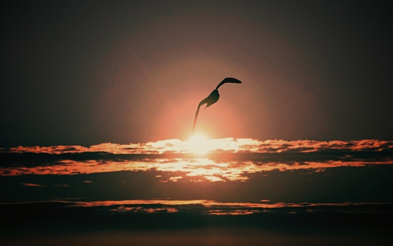 Морская чайка обои