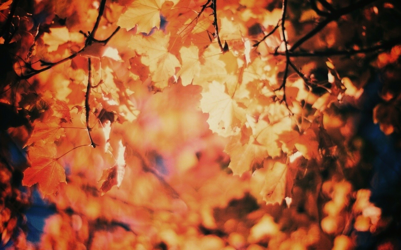 Жёлтые листья обои