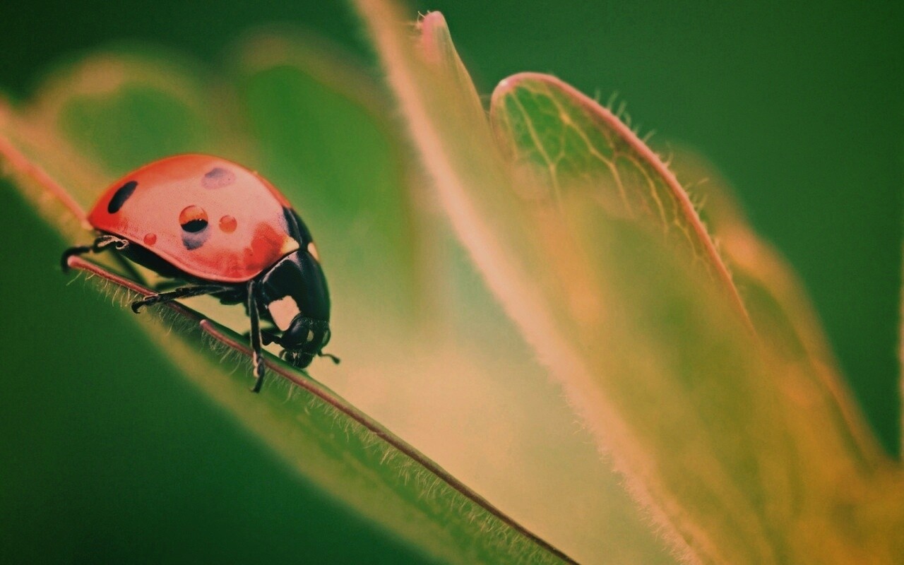 Божья коровка обои
