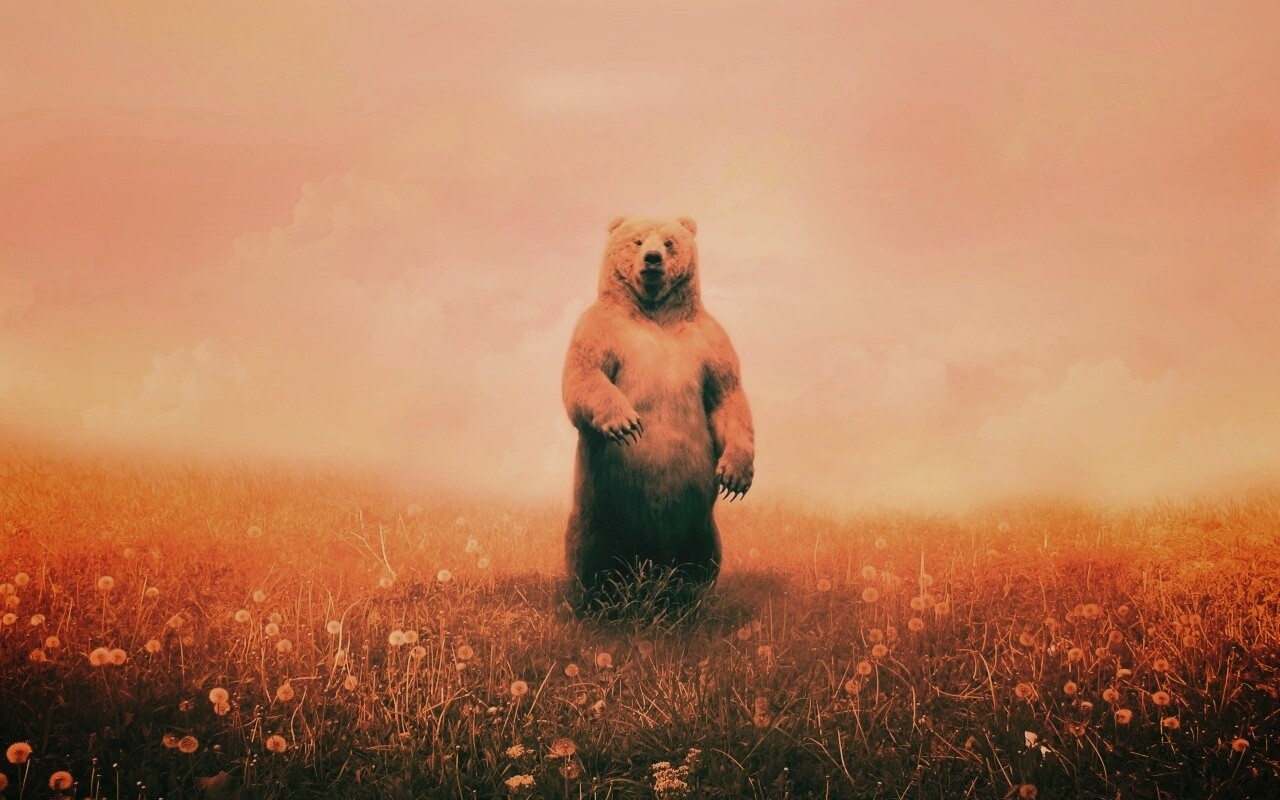 Медведь в одуванчиковом поле обои