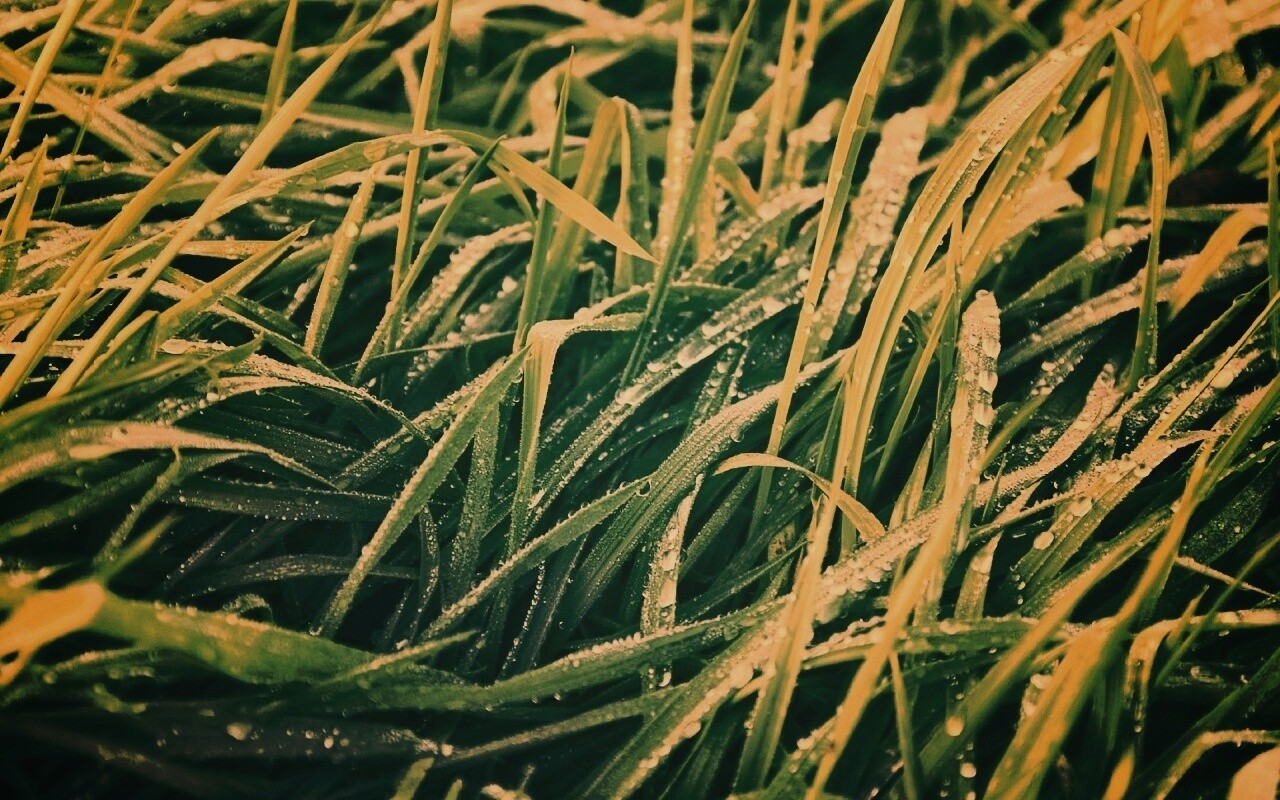 Роса на траве обои