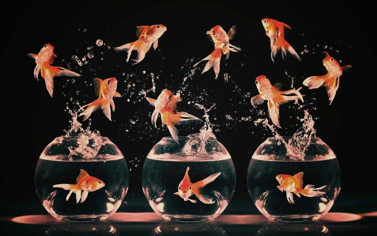 Аквариумы жонглируют рыбами обои