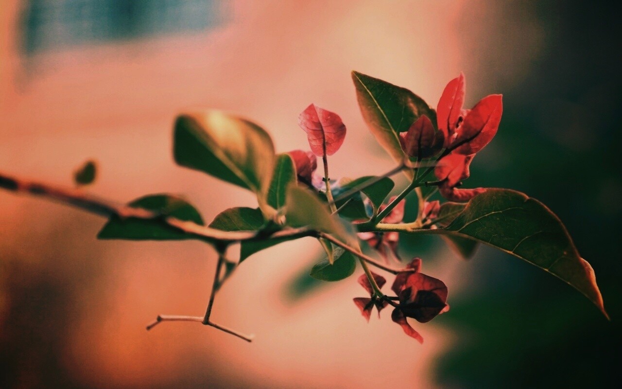 Разноцветные листья обои