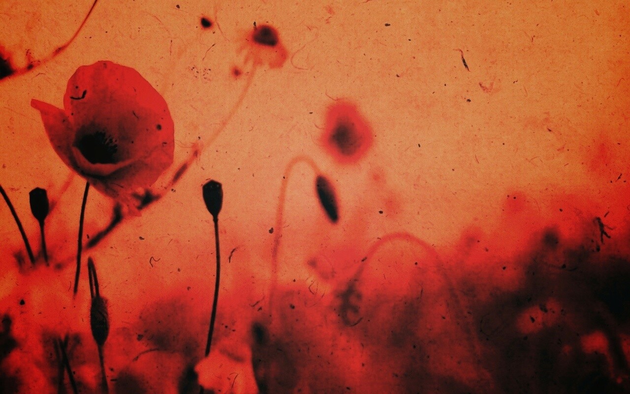Кровавые цветы в стиле ретро обои