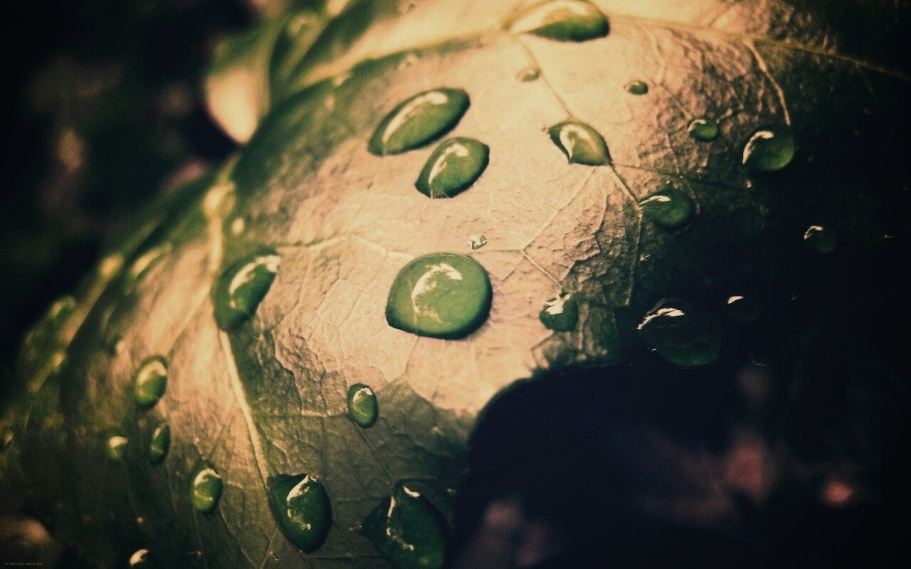Капли росы на листе обои