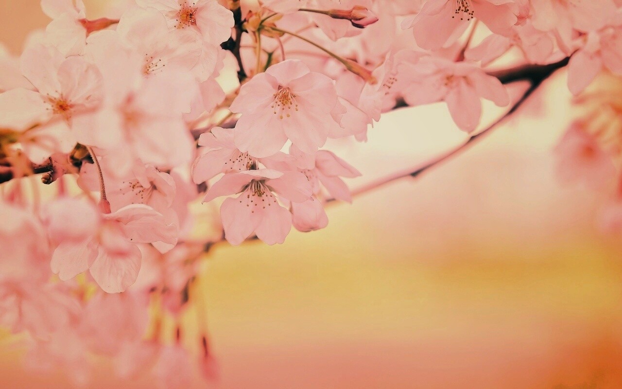 Цветение вишни обои