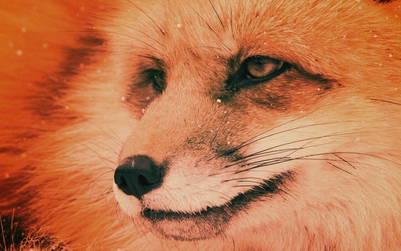 Морда рыжей лисы обои
