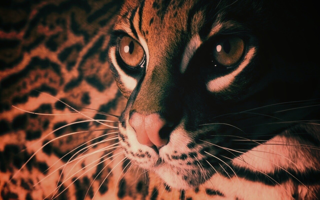 Оцелот обои