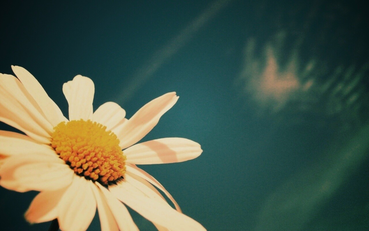 Ромашка на фоне синего неба обои