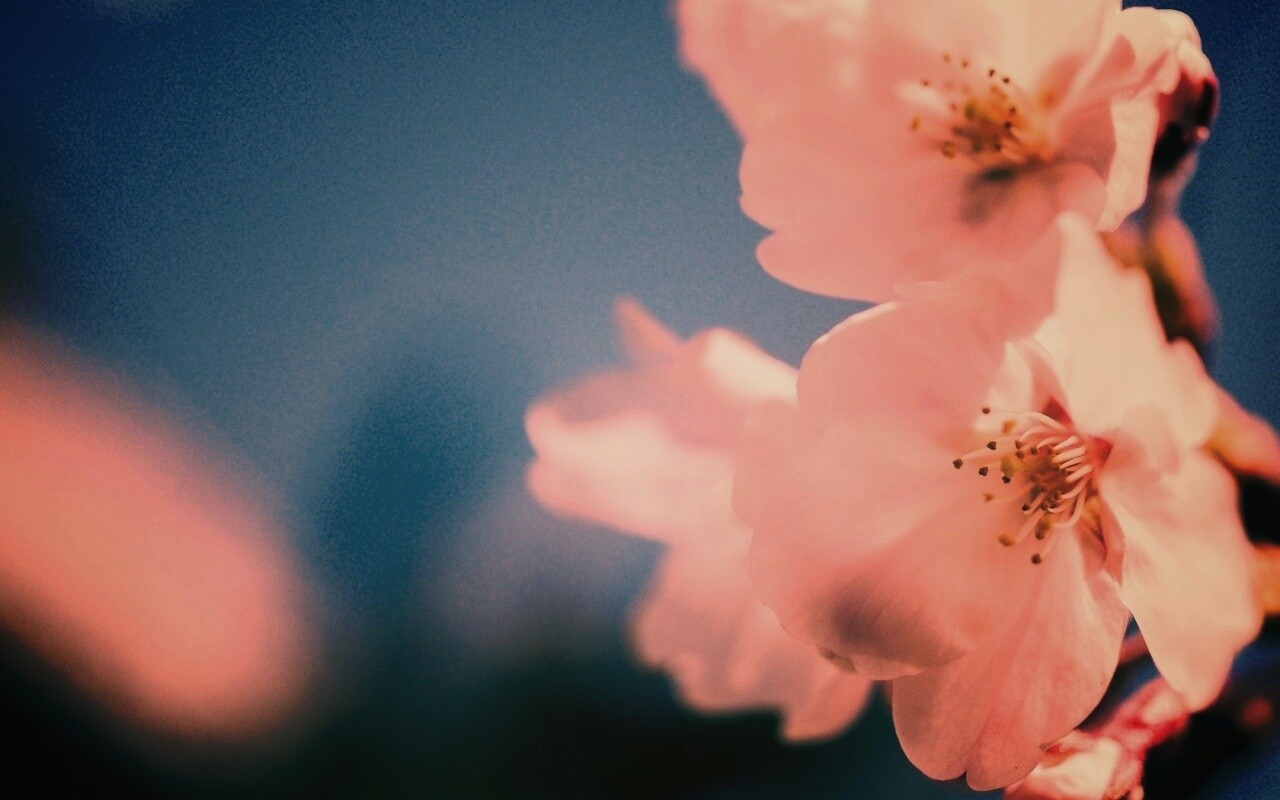 Нежные белые цветы обои