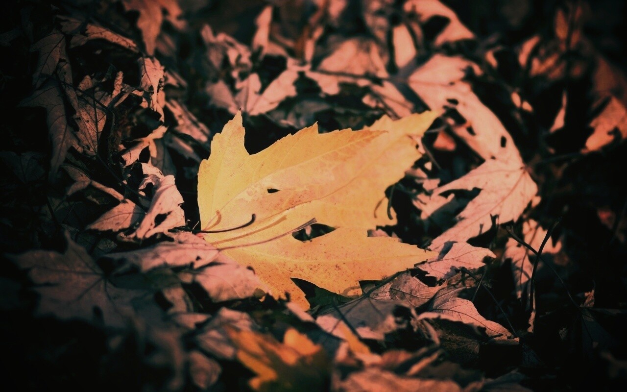 Мёртвая листва обои