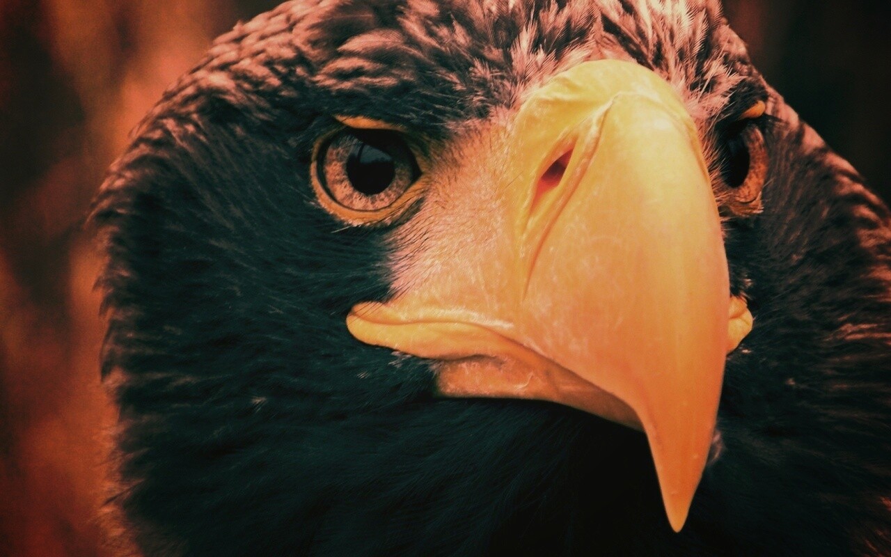 Орёл - птица гордая обои