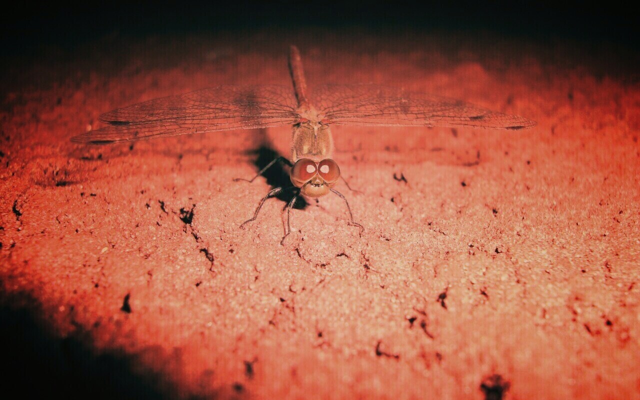 Стрекоза обои