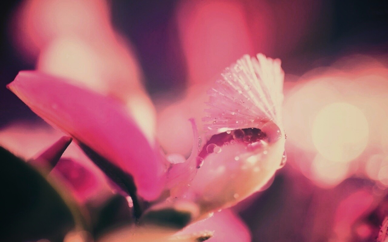 Капли на лиловом цветке обои