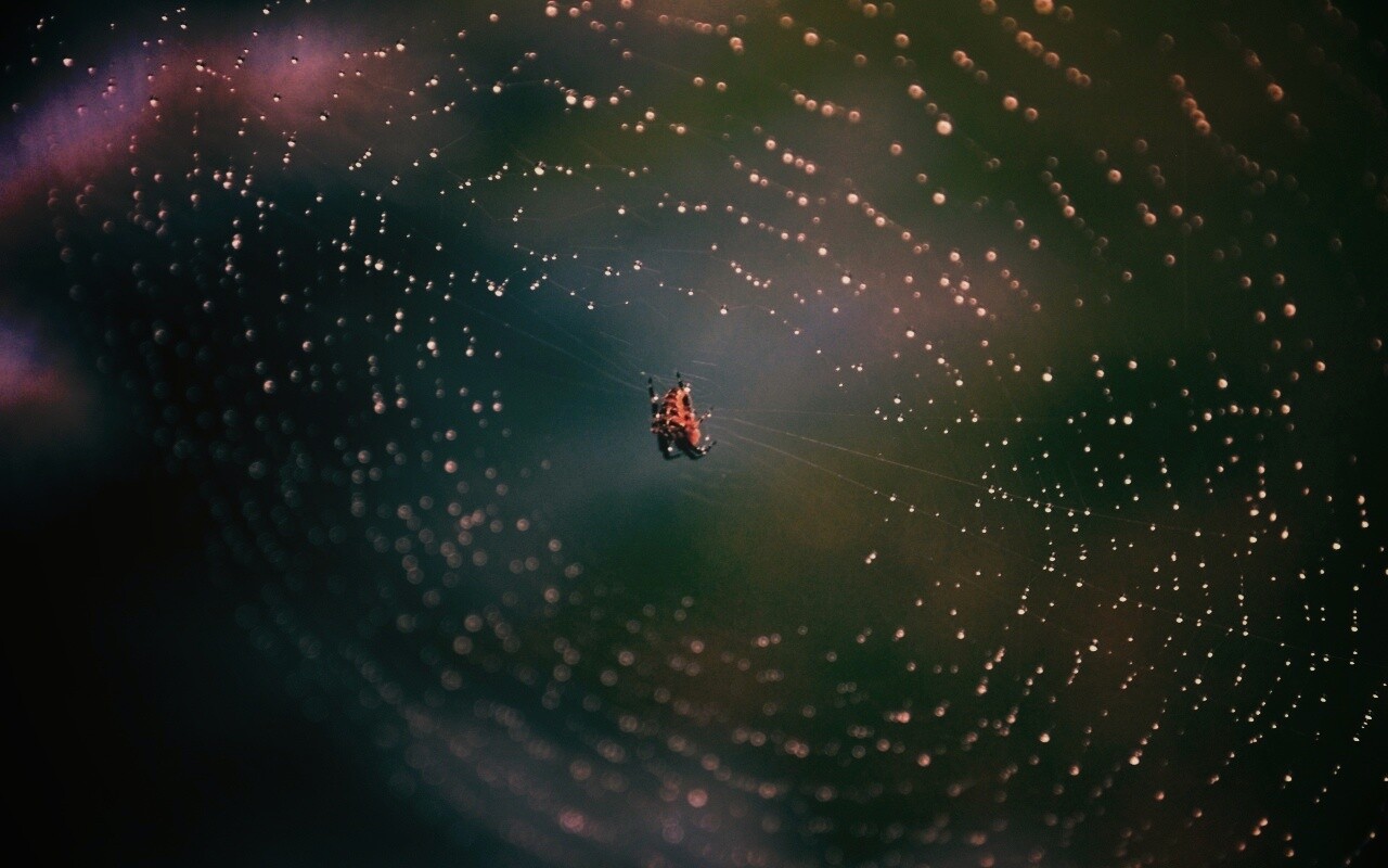 Паук на паутине обои