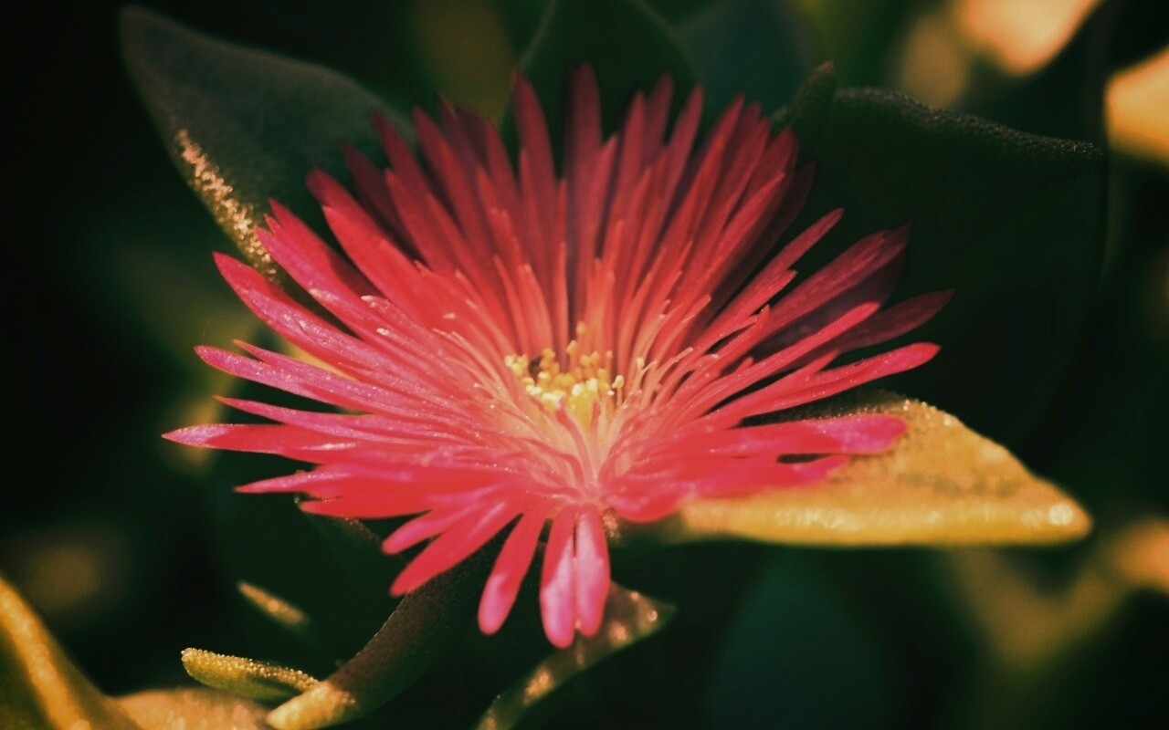 Чудесный цветок обои