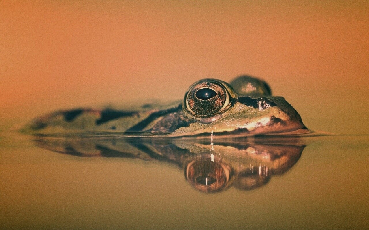 Лягушка обои