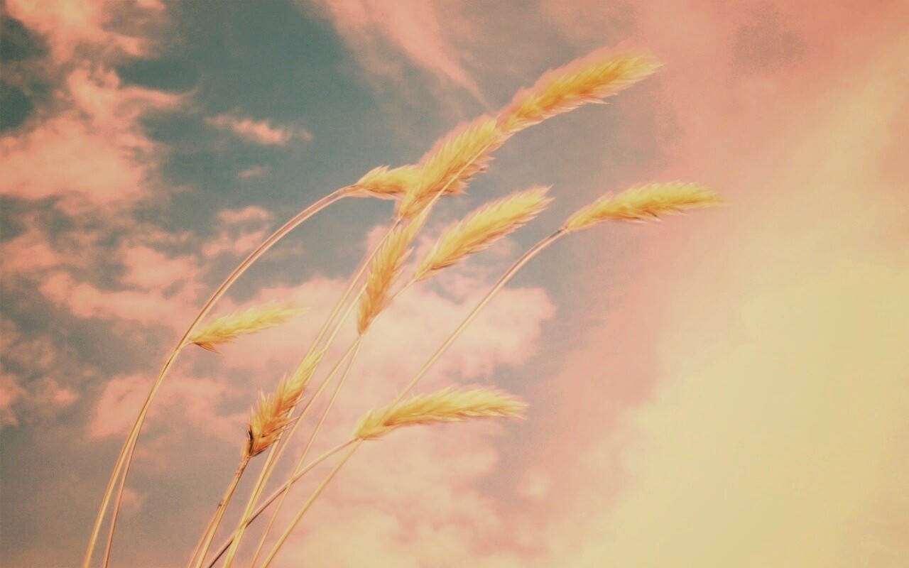 Колосья обои