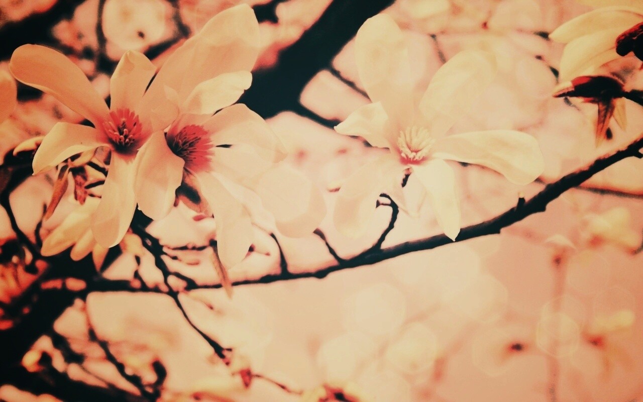Цветы вишневого дерева обои