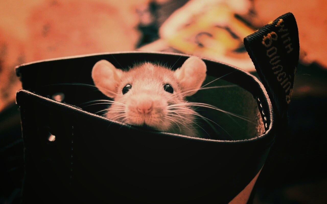 Мышонок выглядывает из ботинка обои