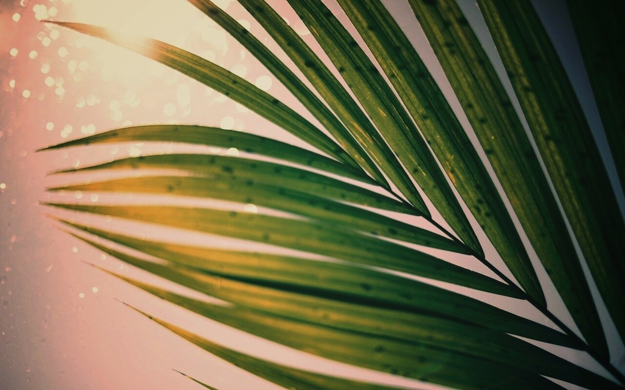 Солнце просвечивает сквозь пальмовый лист обои