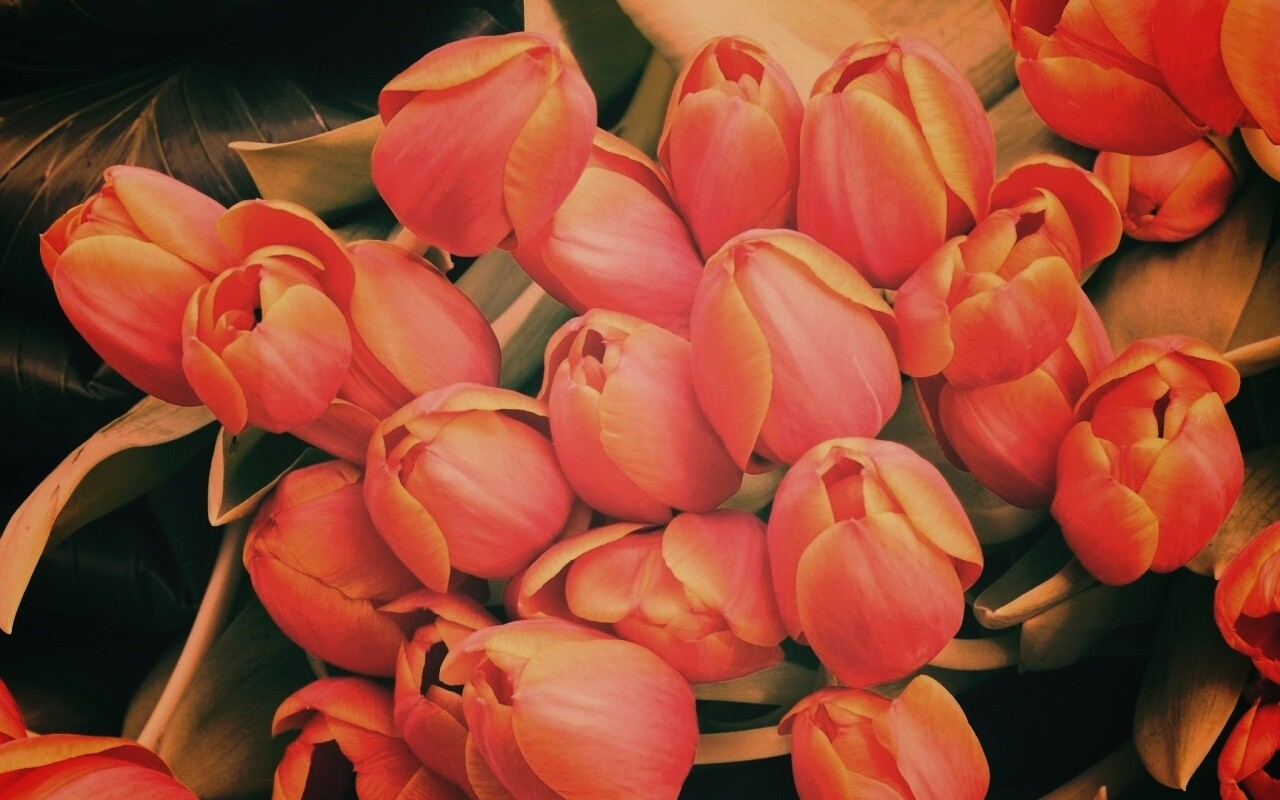 Букет красных тюльпанов обои