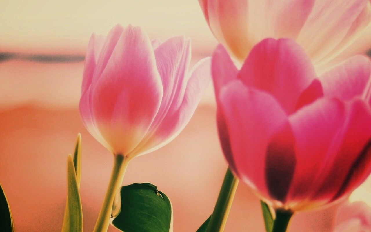 Тюльпаны обои