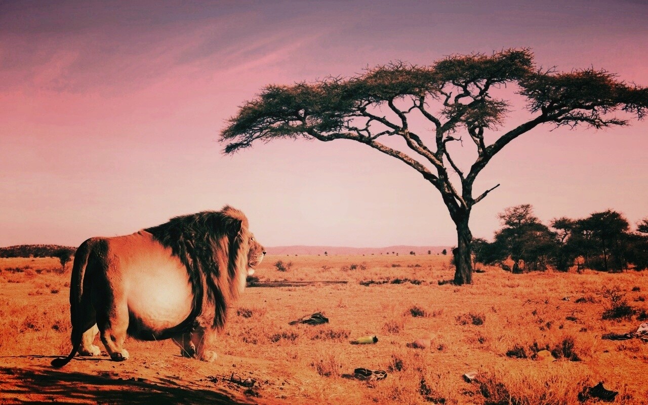 Толстый лев обои