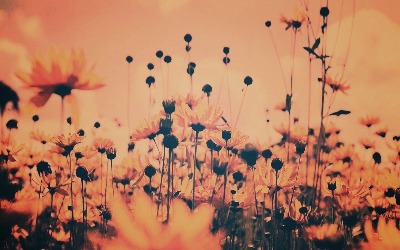 Полевые цветы летом обои