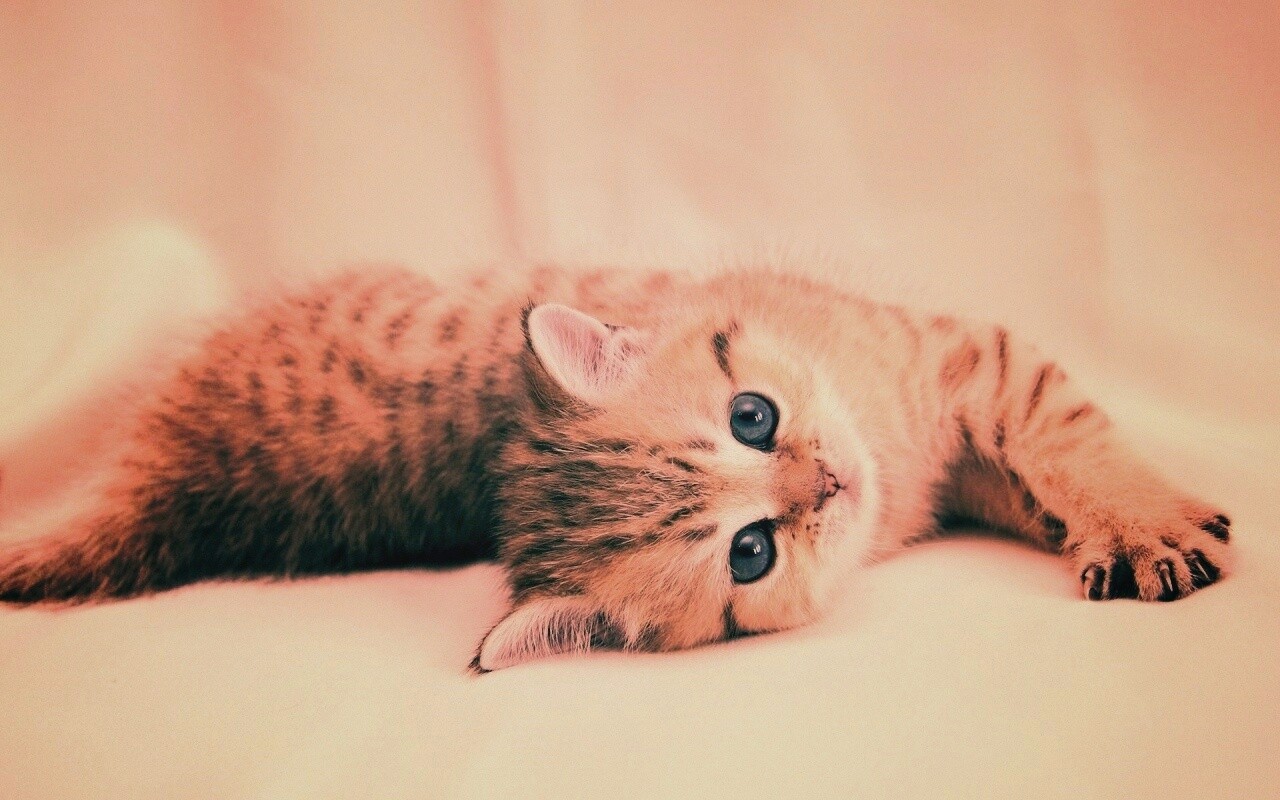 Рыжиый котенок с синим глазами обои