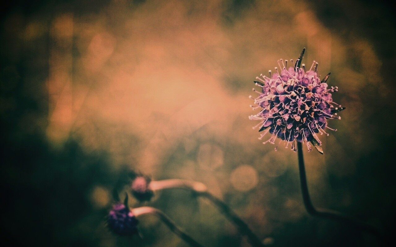 Цветок в макро обои